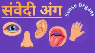 संवेदी अंग@upskirla #संवेदी_अंगों_के_कार्य #sense_organs   #UPS_KIRLA