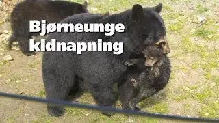 Bjørne kidnapning