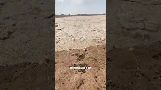 The RAREST flood you will ever SEE!! 🌵