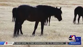 BLM to remove over 3,000 wild horses from Wyoming land, advocates speak out