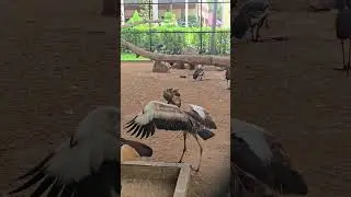 Young Grey Crowned Crane Flaps Its Wings 🦩 | Adorable Moment, Bird #birdlovers #birdbehavior #cute