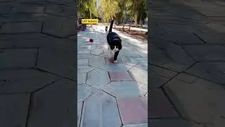 CAT fashion real cat walk street cat 😺 #cats #catfashion #catvideos