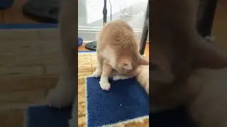 Top 10 things you should pay more attention to #funny #cats #cutecat #cute #cat