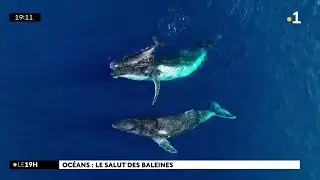 D&eacute;j&agrave; 200 baleines observ&eacute;es &agrave; la mi-saison, &agrave; La R&eacute;union