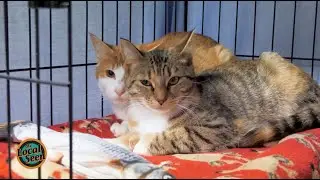 Standish Humane Society on The Local Seen
