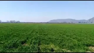 Agridron Rauco - aplicaci&oacute;n de Herbicida a trigo