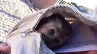 baby monkey nala hides in my jacket