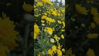 Chamanti Flower Garden | Flower Garden in ASMR | Mind Refreshing Flower Garden | Satisfying Flower