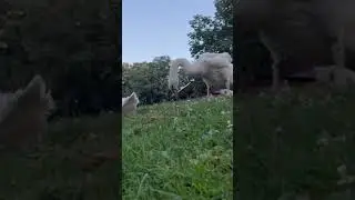 #beautiful #hungry #birds (#duck #dick #swan  #uglyduckling #ugly #duckling )#shorts
