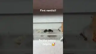 So it begins.. the first nanitic