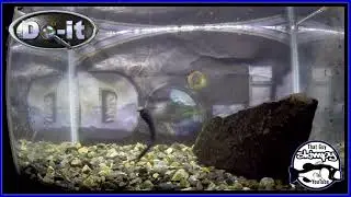 Ned Rig Baits In The Test Tank -  That Guy Skimpy