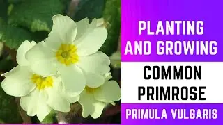 Planting and Growing Common Primrose (Primula vulgaris)🌼🌼🌼