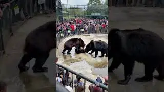 Bear Fight in Park #ytshorts #youtubeshorts #shorts #short #shortvideo #shortsvideo #bear#zoo#fight