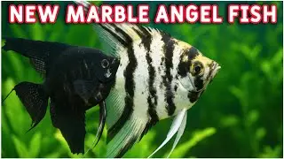 Marble Angels: The Newest, Cutest Fish in My Aquarium