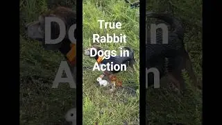 True Rabbit Dogs in Action 🐇🐾 #howtotrackarabbit #puppy #hunting #beagledog