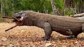 Fantastic Baby Goat swallowed very quickly by Komodo in just a few seconds😱😱