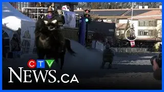 Skijoring