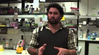 BIOESSAYS: Pluripotency and the endogenous retrovirus HERVH: Conflict or serendipity?