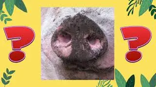 Name That Animal - NOSES
