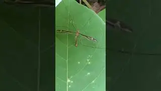 Crane fly with its amazingly long legs spread out left and right