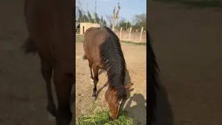 Episode 1 Bay horse  | Horse lover | #horse #horselover #horses #horsesports #horseracing