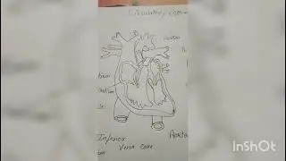 Human circulatory system