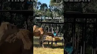 Best Camel Feeder Design Yet 👏