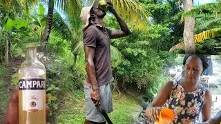 Traditional Jamaican harvesting of coconut oil