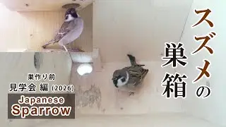 スズメの巣箱 野鳥 Sparrow Bird Nest Box Live Camera 2026/01/11