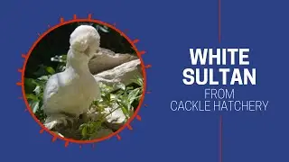 White Sultan Chickens at Cackle Hatchery