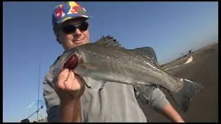 Le sorprese del surf casting.