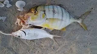 trivaly, sea bream