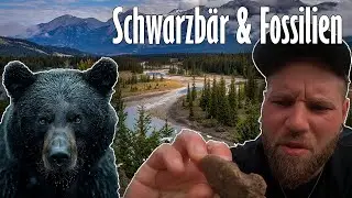 🐻Schwarzb&auml;r auf dem Highway🦖Fossilien fund Jasper Nationalpark&ndash; Vanlife Abenteuer der Extraklasse!🚐🌲