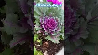 Misa thương ch&uacute;c cả nh&agrave; sức khoẻ, an y&ecirc;n 🍀💜🍀