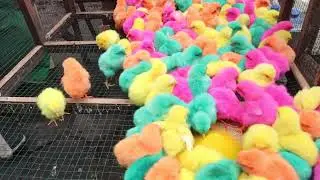Cute Colorful Baby Chicks Sounds 🐣 | Funny and Adorable Chirping Little Chicks for Kids