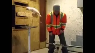 Pebble the angry bird - How to fix a round cage!!