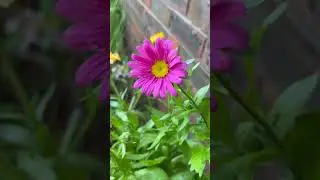 Pink daisy #daisy #flowers #flowersmakemehappy #garden