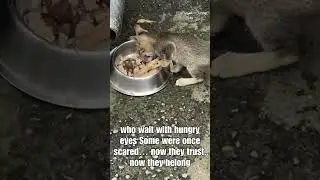 Feeding Stray Cats Daily | A Heartwarming Story of Kindness  #viral #viralshort #kindnessmatters