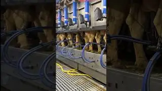 Modern Milking Methods: Automation for 2024 Cow Farms