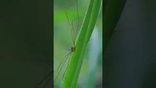 Harvestman P1