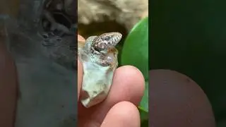 Jeweled Lacerta Hatching! #reptile #lizard #petreptile