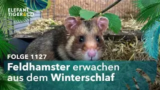 Das Res&uuml;mee der Feldhamster Auswilderung (Folge 1127) | Elefant, Tiger & Co. | MDR