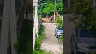 abandoned cow waiting from hours for food & water, but no one came #sad #cow #abandoned #shorts