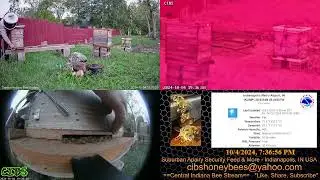 2024/10/4 Tucking honey bee hive entrance reducer in.