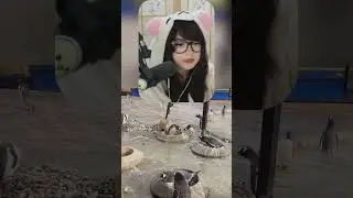 is this penguin Dum #marisnot12  reacts #clipchimpp #streamerreaction