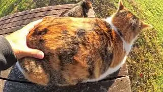 Charming Pets: Relaxed Moments and Sweet Companionship
