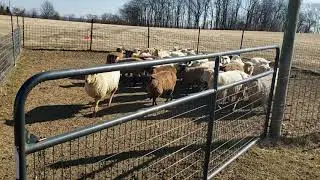 Sabrina moves sheep from holding pen - 20200222