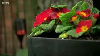 Hackney Garden April 2018