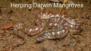 Herping Darwin Mangroves - Bockadams and File Snakes