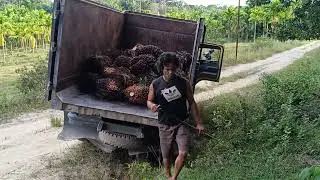 Rampung semua, tumpukan sawit, sawit seger 